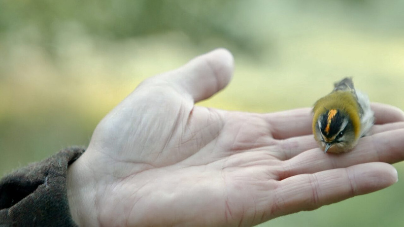Imagen de Watching People Watching Birds