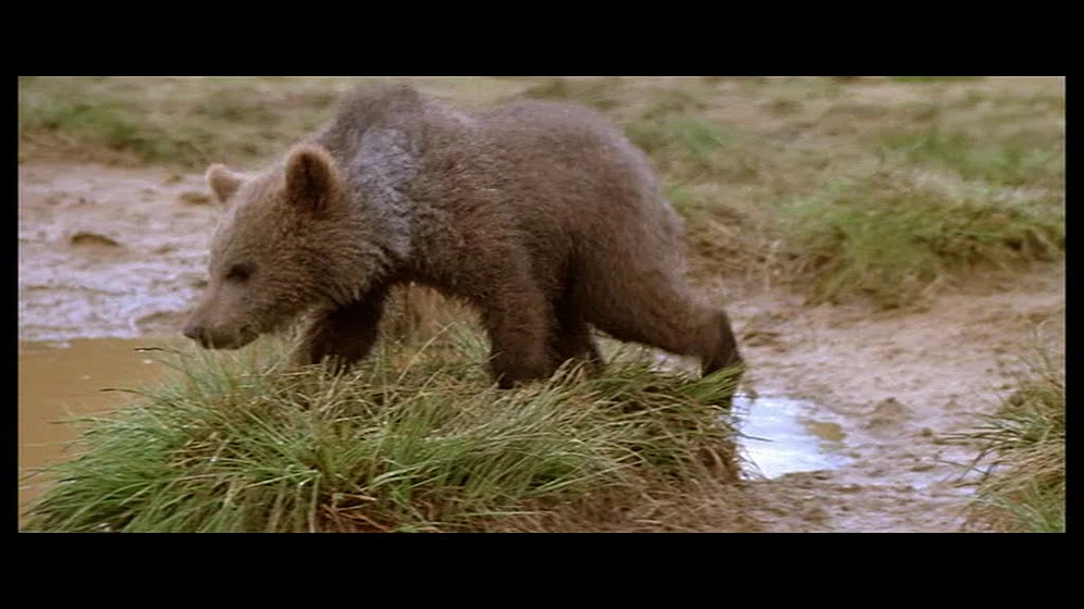 Imagen de El Oso
