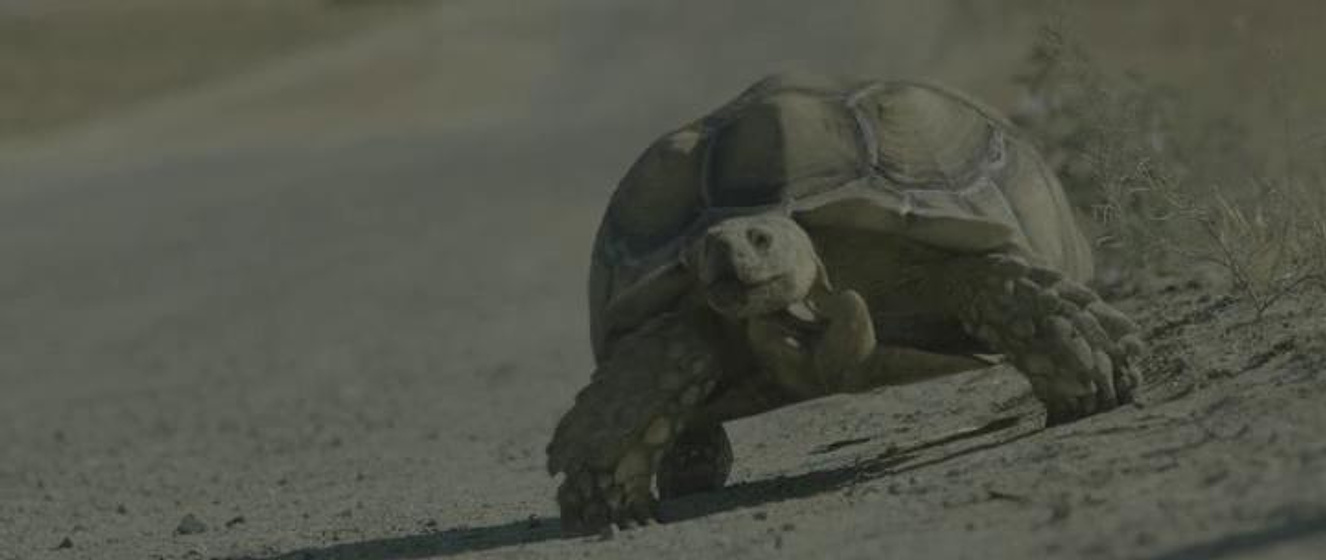 Imagen de bunnyman-vengeance