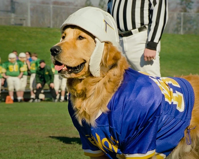 Imagen de air-bud-2-el-fichaje-de-la-liga