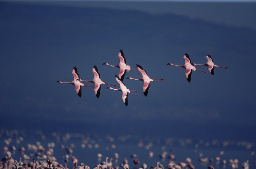Imagen de The Crimson Wing: Mystery of the Flamingos