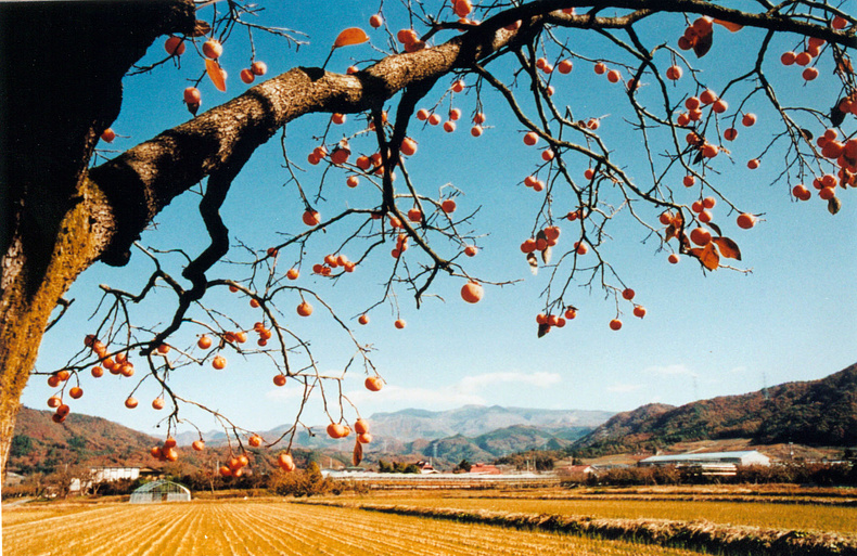Imagen de Red Persimmons
