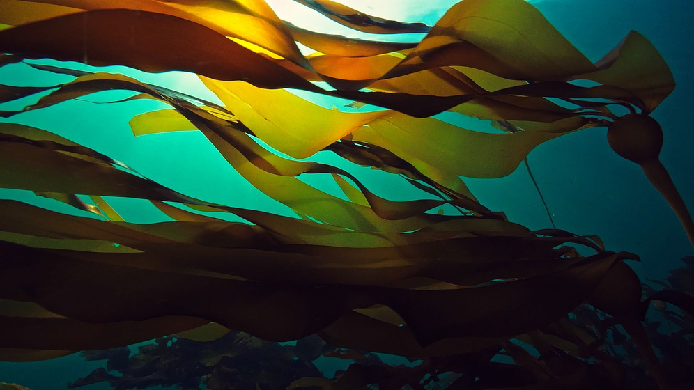 Imagen de Send Kelp!