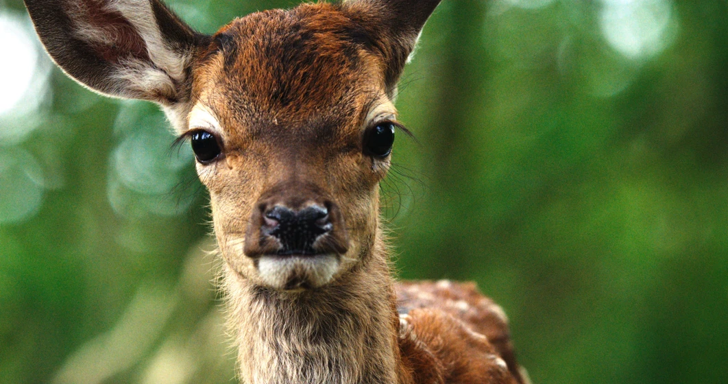 Imagen de bambi-una-vida-en-el-bosque