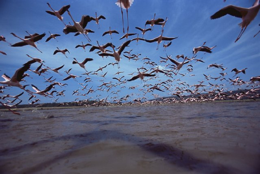 Imagen de The Crimson Wing: Mystery of the Flamingos
