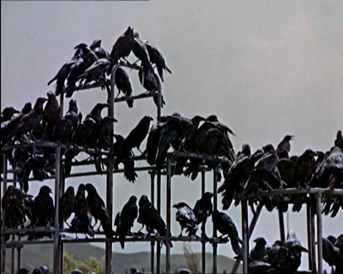 Imagen de Los Pájaros