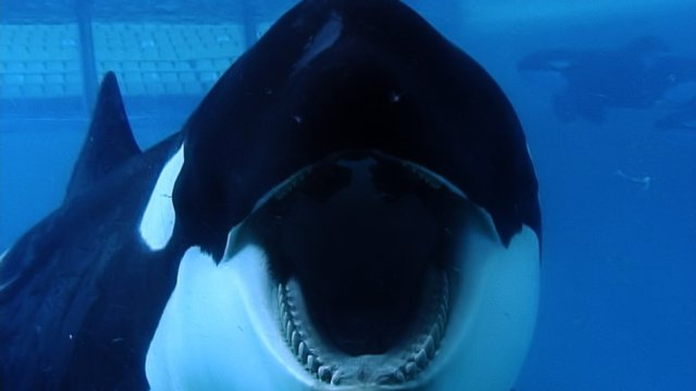 Imagen de Blackfish