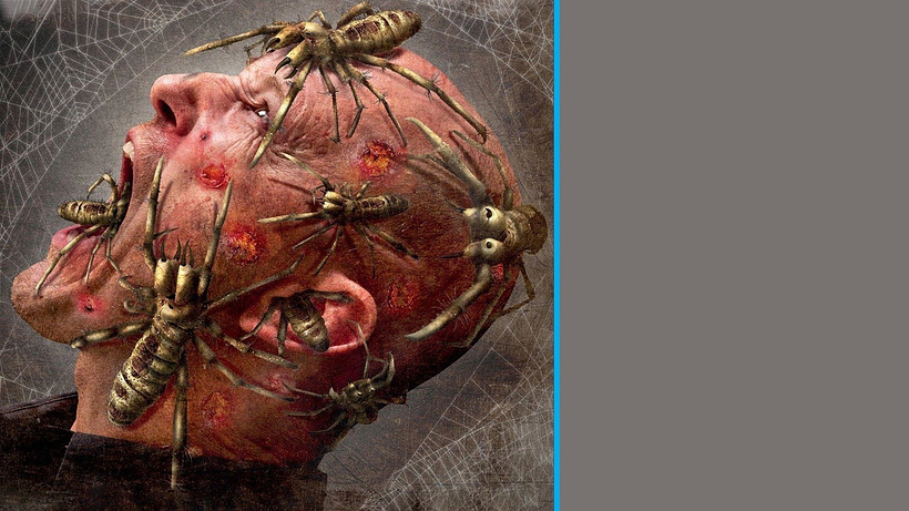 Imagen de Camel Spiders