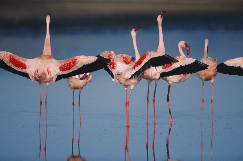 Imagen de The Crimson Wing: Mystery of the Flamingos