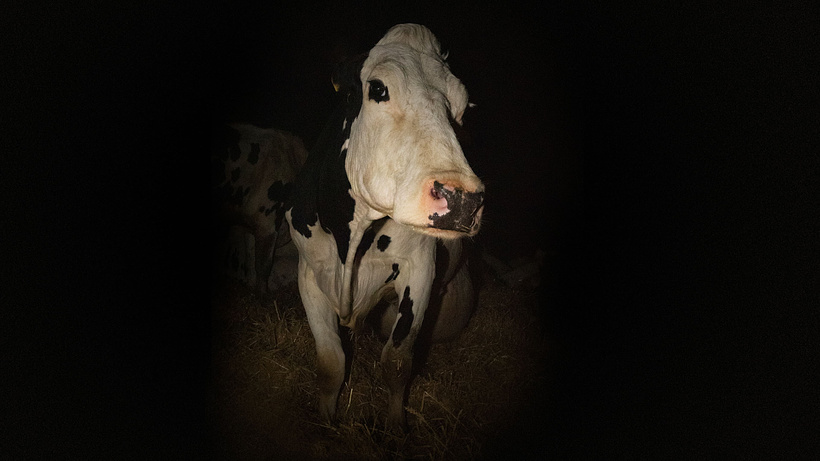 Imagen de Vaca