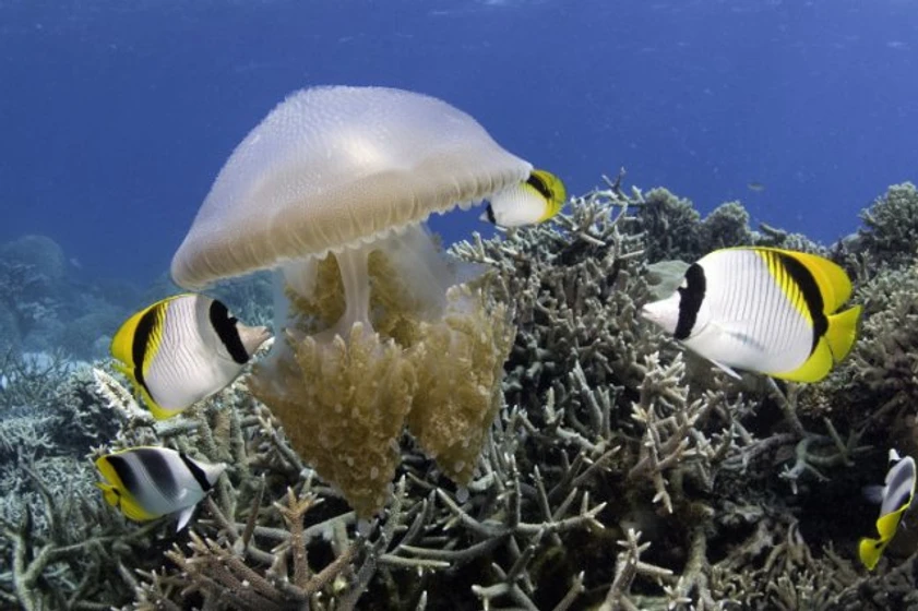 Imagen de Under the Sea 3D