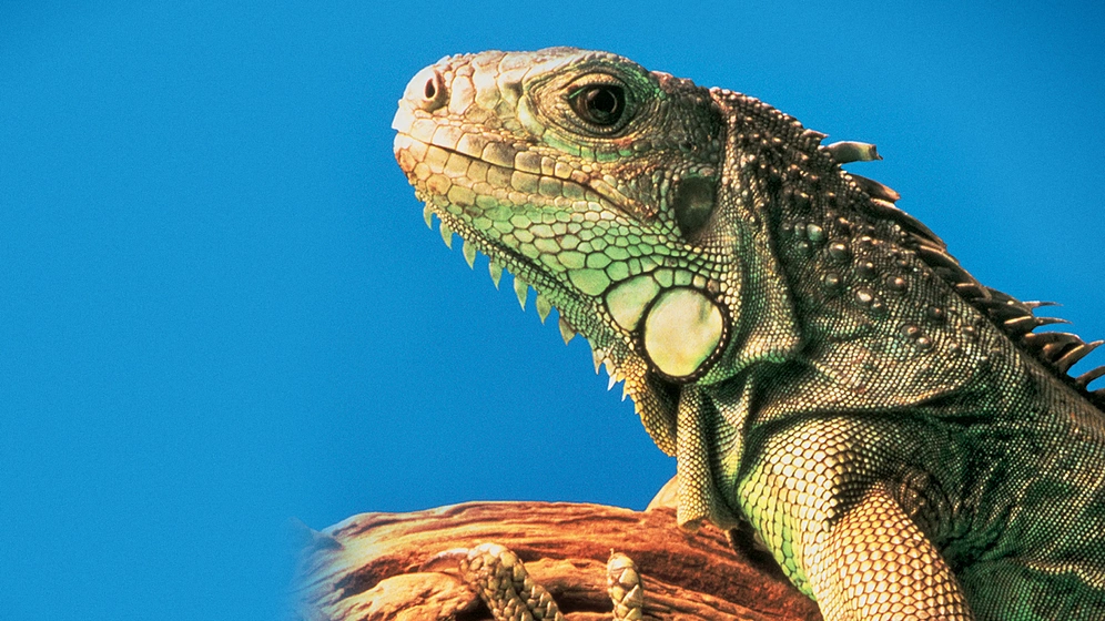 Imagen de el-desierto-viviente