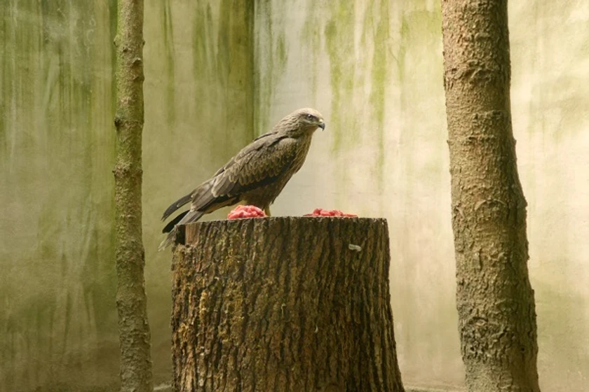 Imagen de bird-island