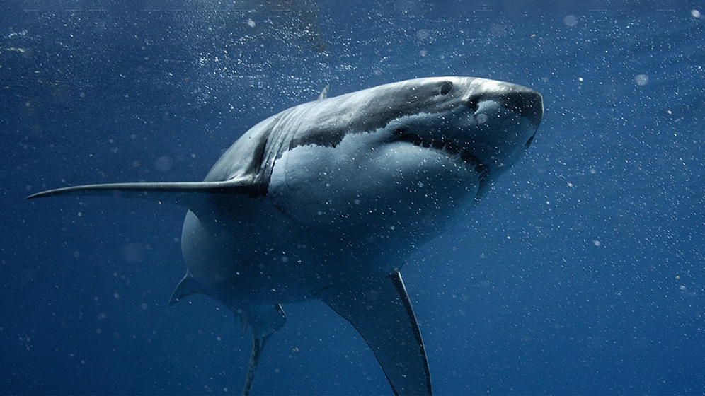 Imagen de Shark vs. Tuna