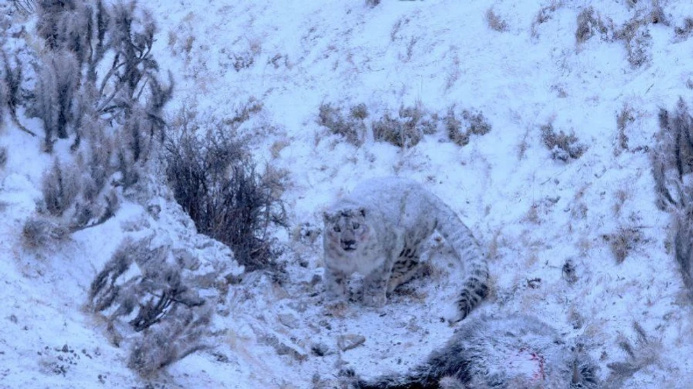 Imagen de la-pantera-de-las-nieves