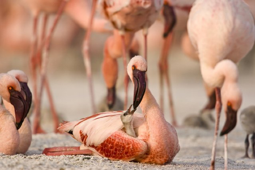 Imagen de The Crimson Wing: Mystery of the Flamingos