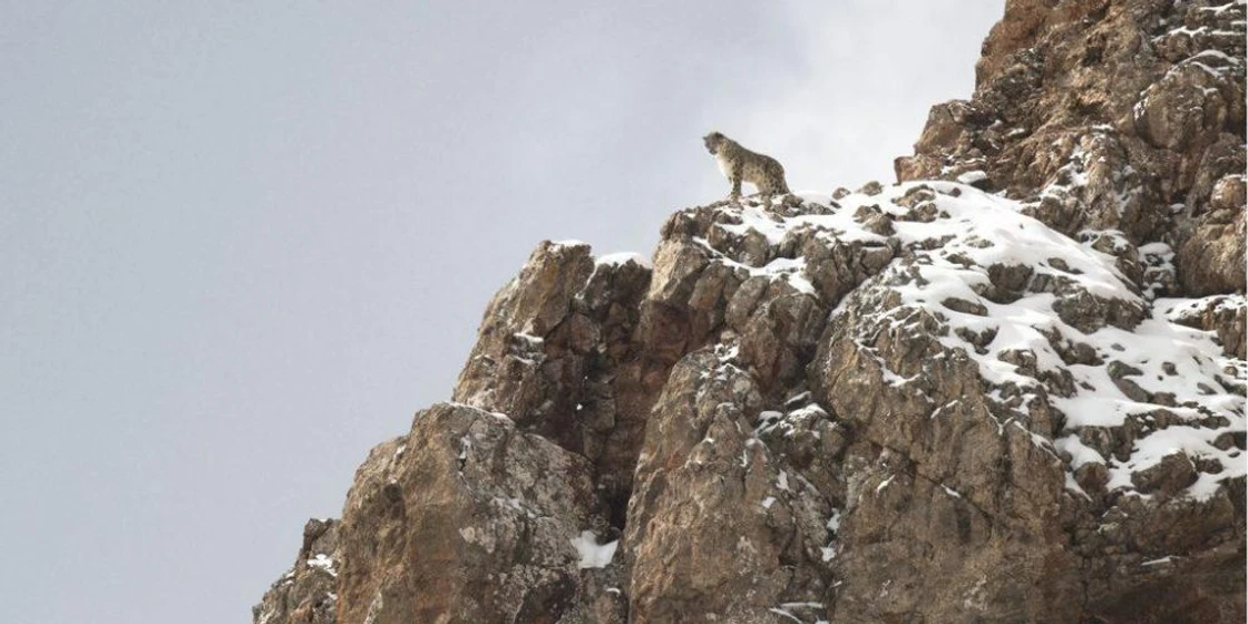 Imagen de la-pantera-de-las-nieves
