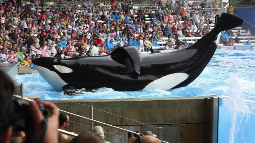 Imagen de Blackfish