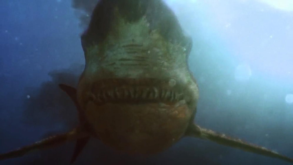 Imagen de Toxic Shark