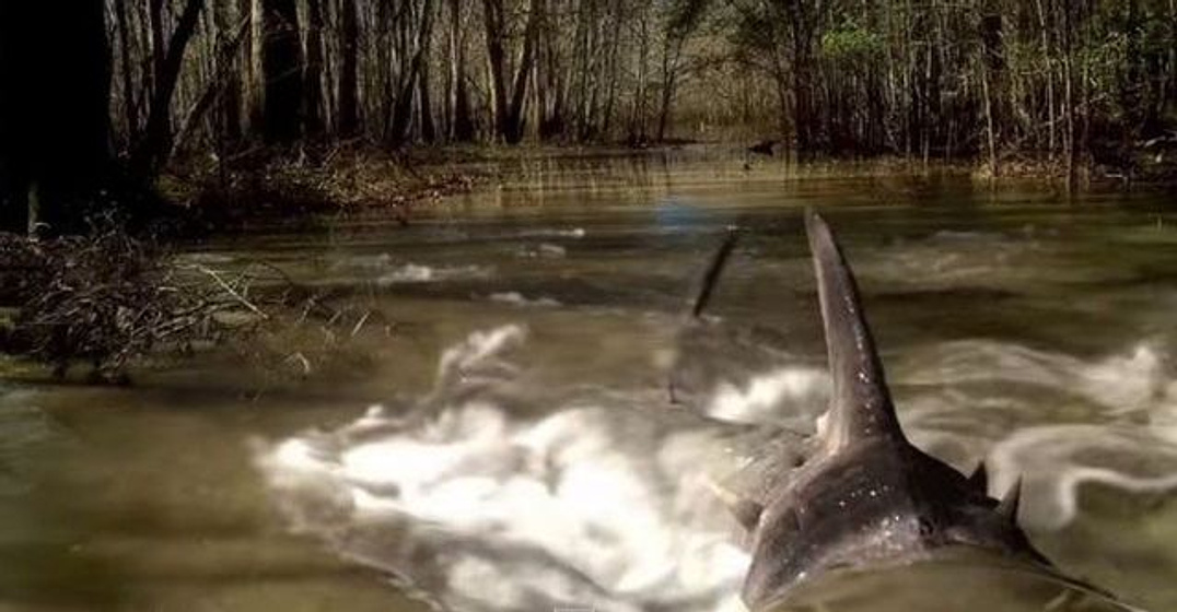 Imagen de Sharkansas