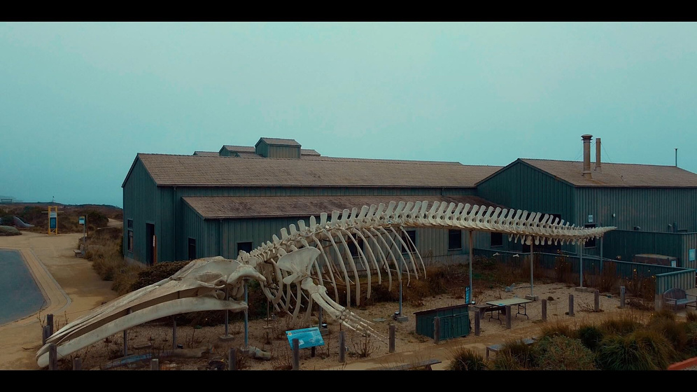 Imagen de Birdemic 3: Sea Eagle