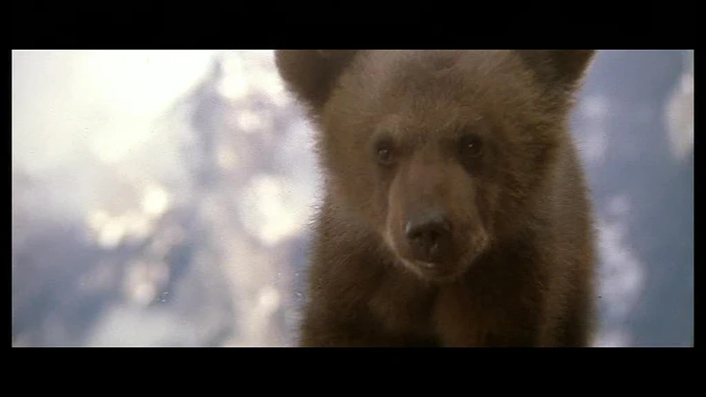 Imagen de El Oso