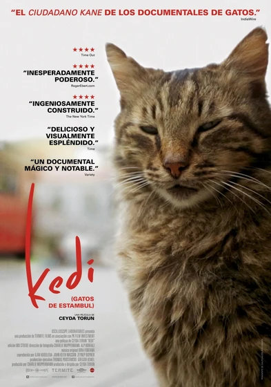 Imagen de kedi-gatos-de-estambul (Cartel español)