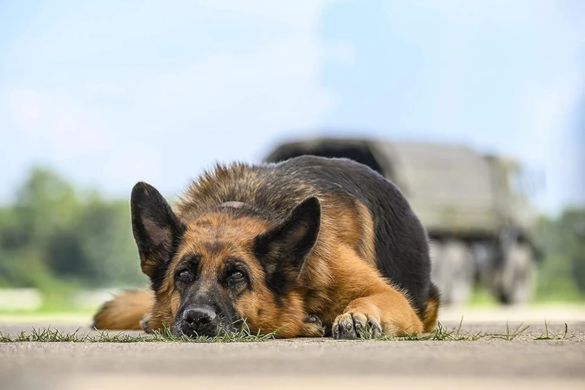 Imagen de a-dog-named-palma