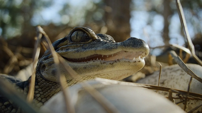 Imagen de Naturaleza de Pesadilla