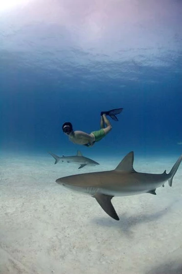 Imagen de tiburon-en-las-garras-del-hombre