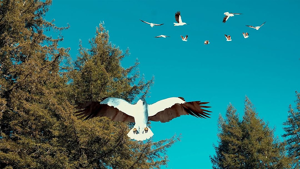 Imagen de Birdemic 3: Sea Eagle