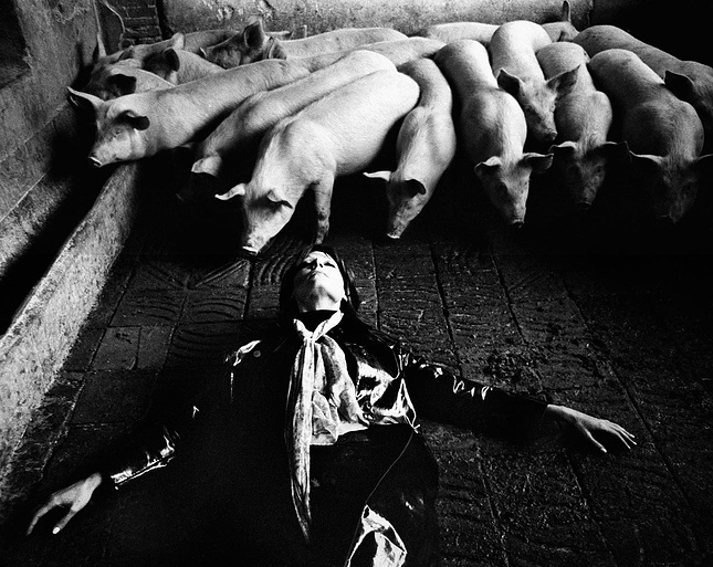 Imagen de Metamorfosis