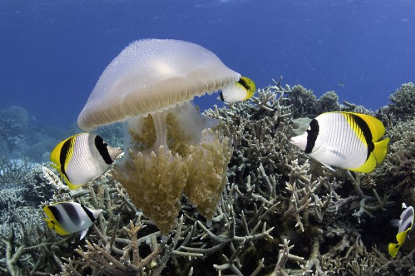 Imagen de Under the Sea 3D