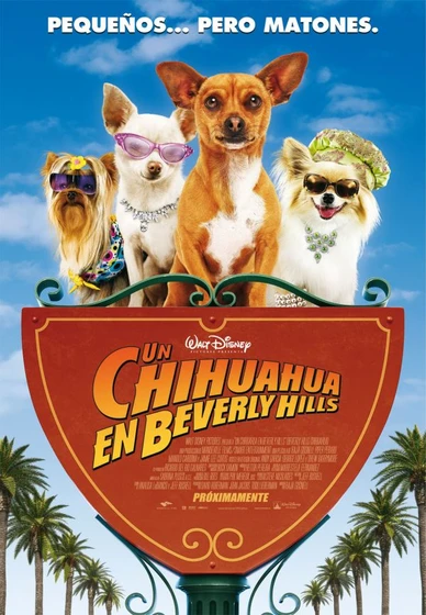 Imagen de un-chihuahua-en-beverly-hills (Cartel)