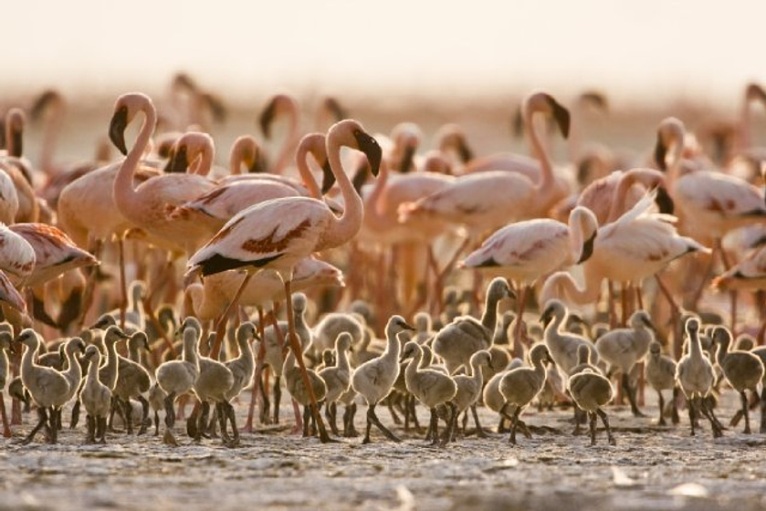 Imagen de The Crimson Wing: Mystery of the Flamingos