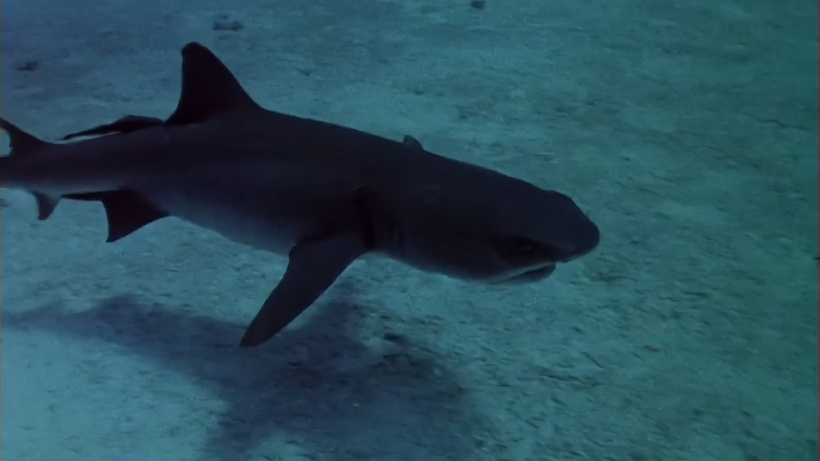 Imagen de El Tesoro de los Tiburones