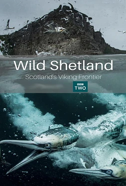 Las Islas Shetland: La Frontera Vikinga de Escocia