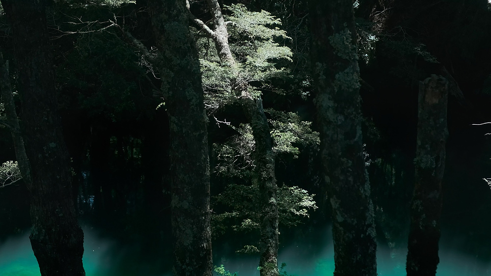 Imagen de bosque-arriba-en-la-montana