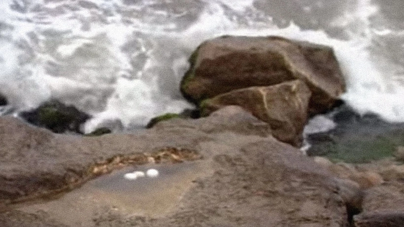 Imagen de Seagull Eggs