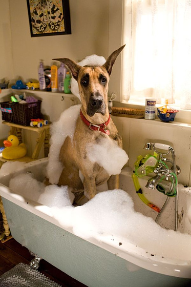 Imagen de Marmaduke