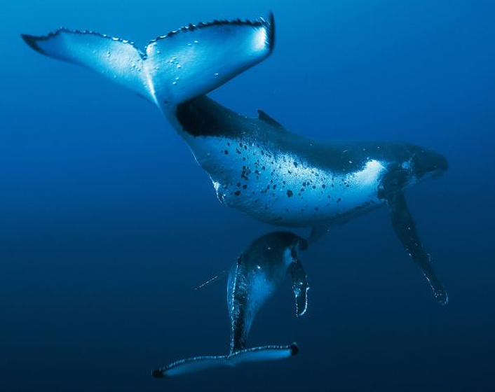 Imagen de Océanos