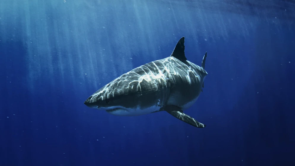 Imagen de most-wanted-sharks