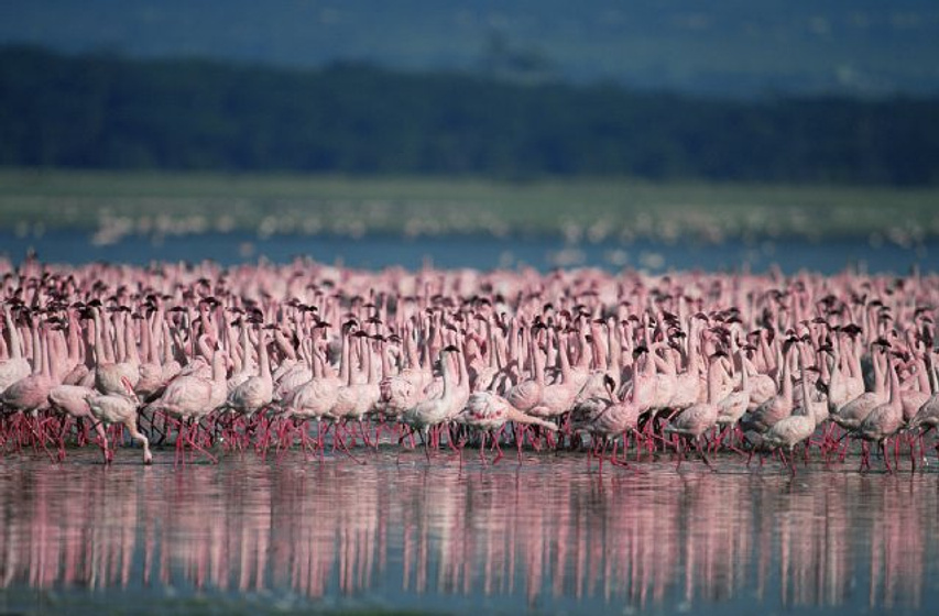 Imagen de The Crimson Wing: Mystery of the Flamingos