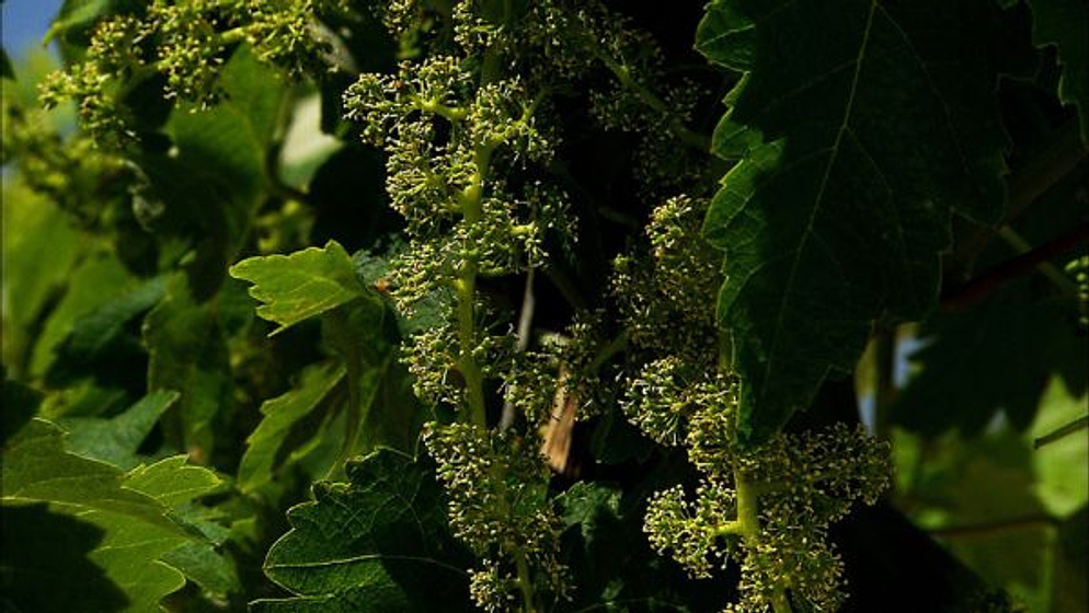 Imagen de Las Catedrales del vino