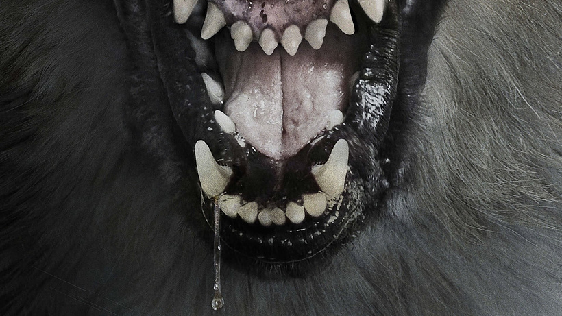 Imagen de The Pack