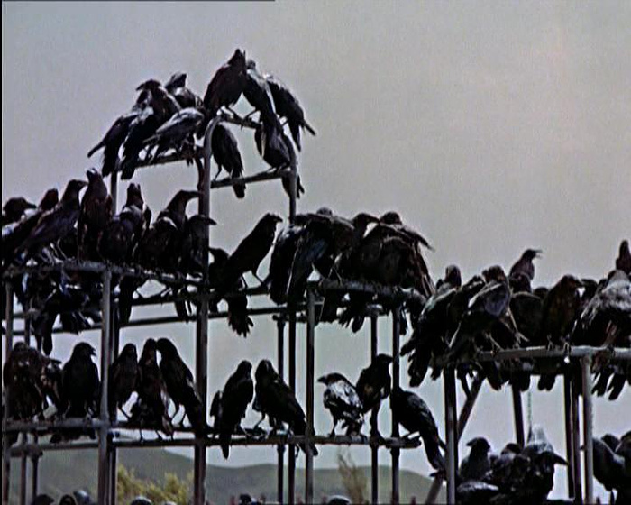 Imagen de Los Pájaros