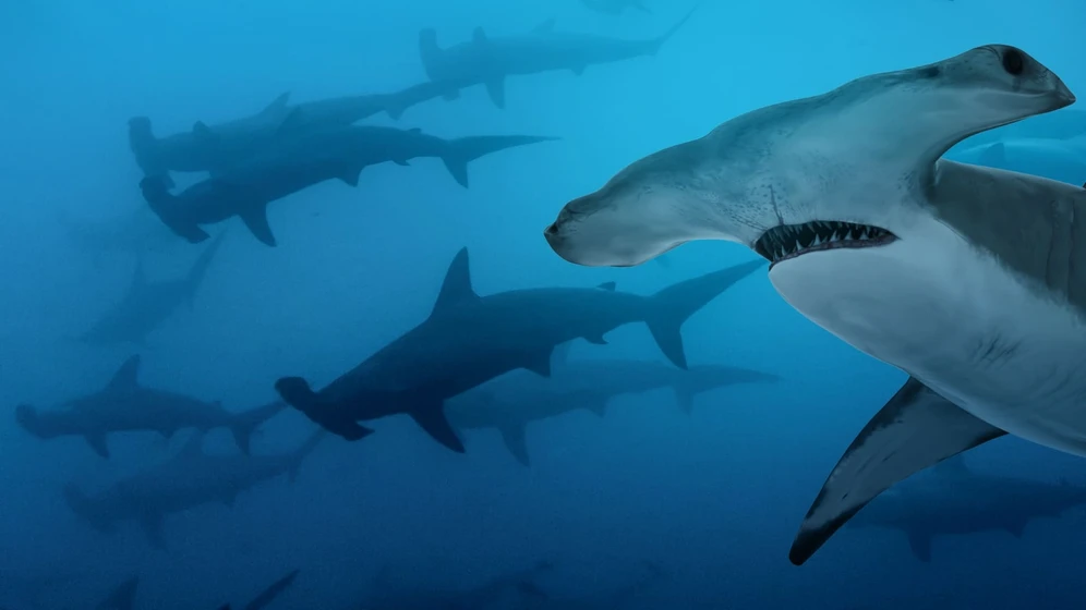 Imagen de most-wanted-sharks