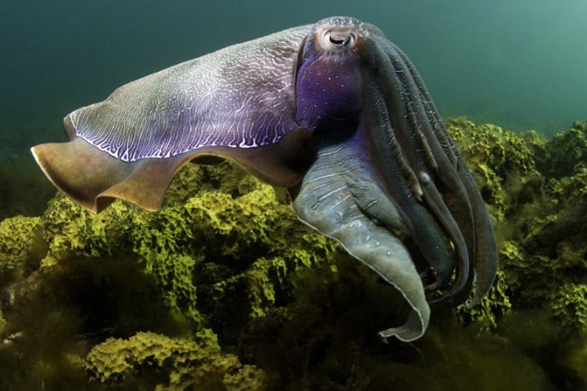 Imagen de Under the Sea 3D