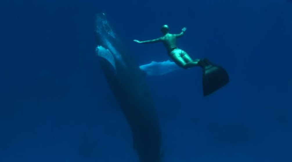 Imagen de The Cove