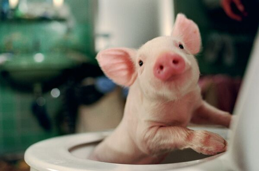 Imagen de Rudy, el cerdito de carreras